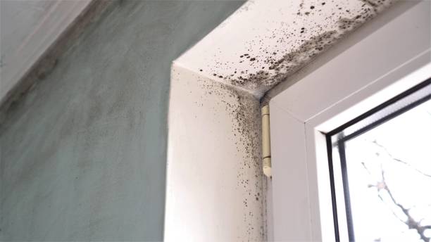 Best Mold Cleaning Services  in St Clair Shores, MI