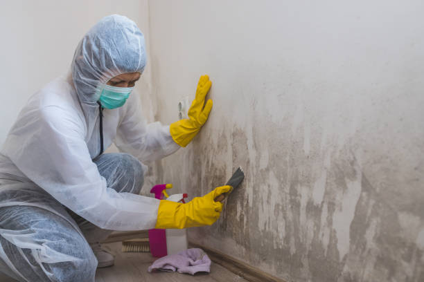 Best Commercial Mold Removal  in St Clair Shores, MI