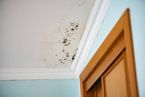 Trusted St Clair Shores, MI Mold Removal Experts