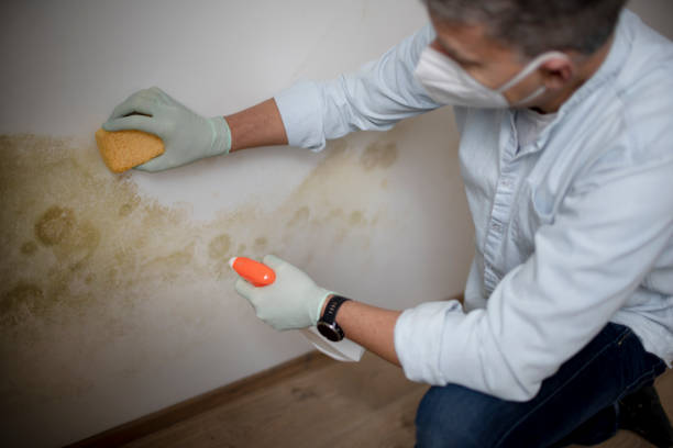 Best Mold Removal Near Me  in St Clair Shores, MI