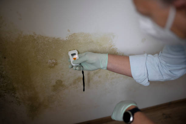 Best Fast Mold Removal  in St Clair Shores, MI