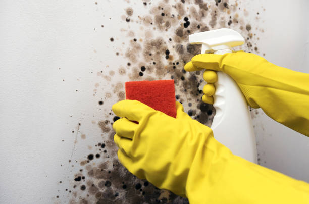 Best Professional Mold Removal  in St Clair Shores, MI