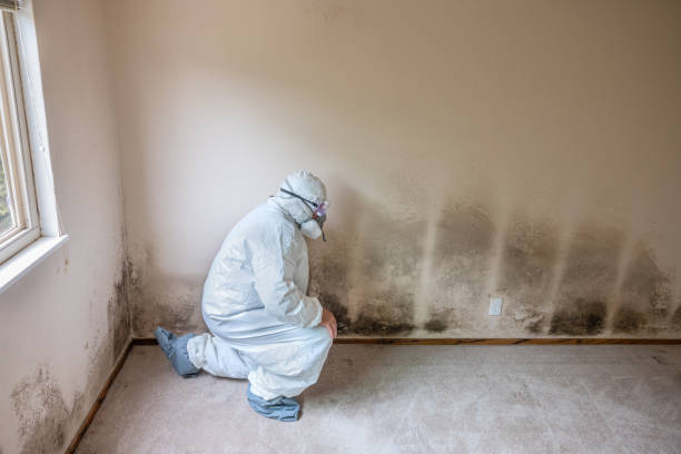Best Emergency Mold Removal  in St Clair Shores, MI